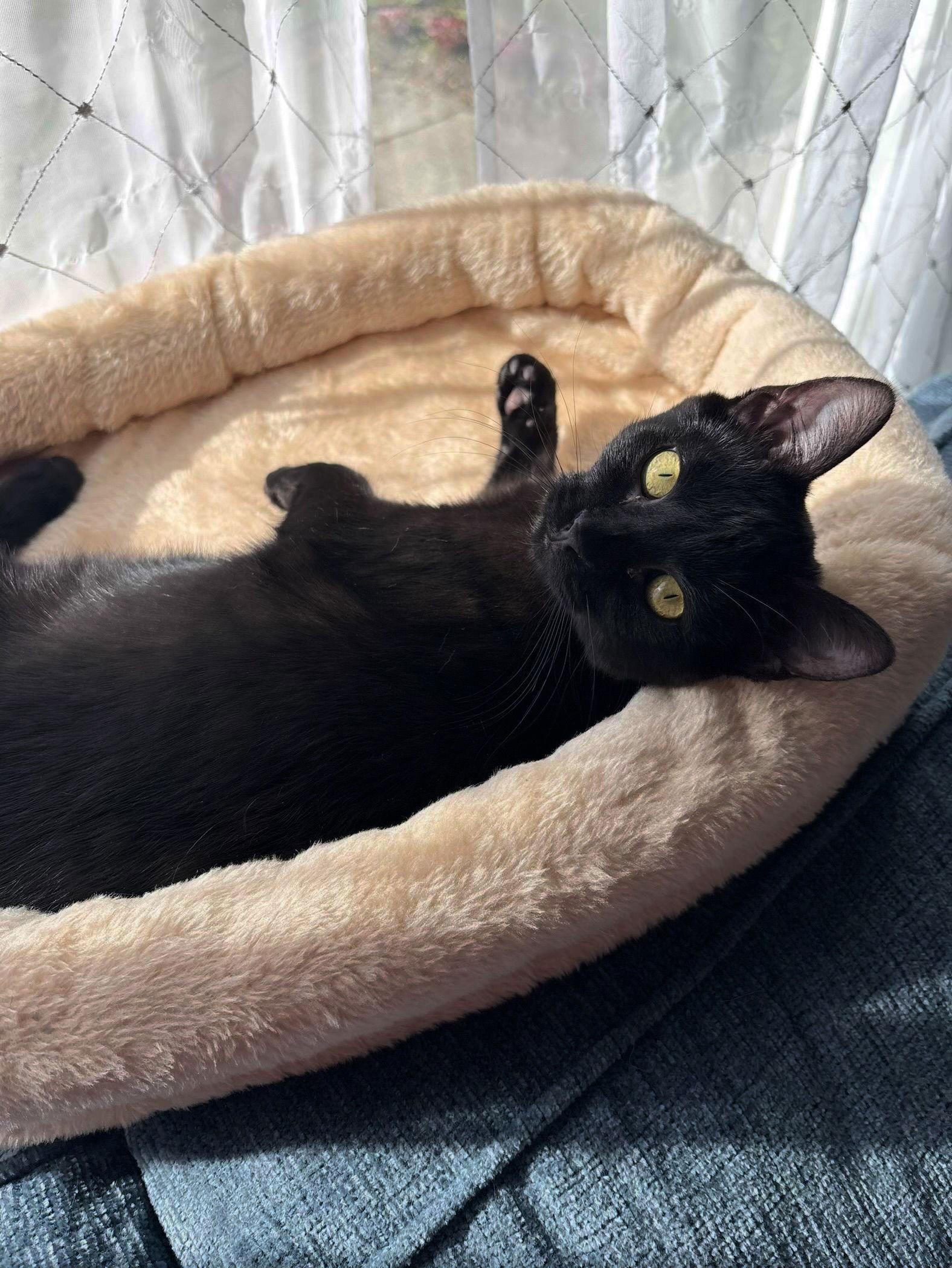 Jordon, Adoptable, Kitten Female Domestic Short Hair.