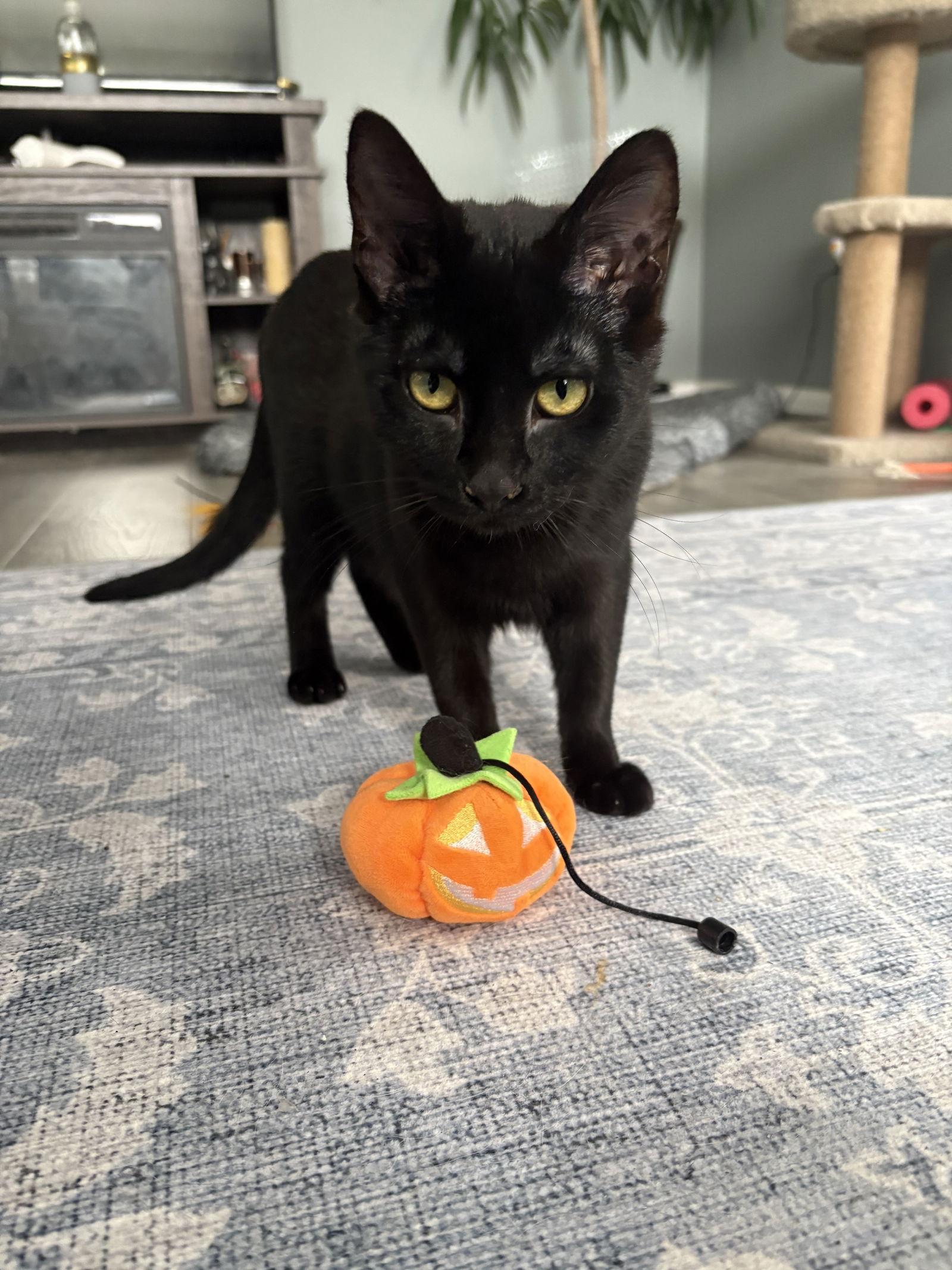 Enlarge Jordon, a Adoptable Domestic Short Hair in Walled Lake, MI image 2/2