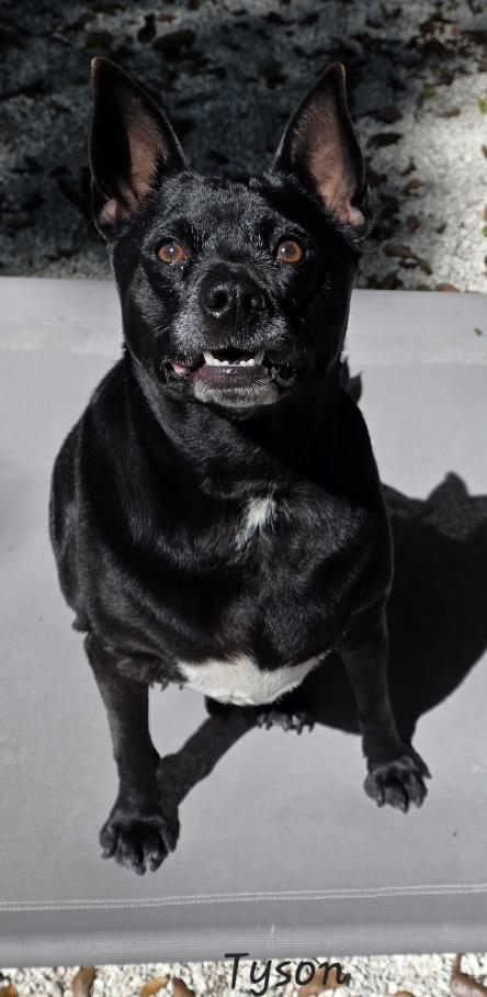 Tyson, an adopted mixed breed in Key Largo, FL image 4/6
