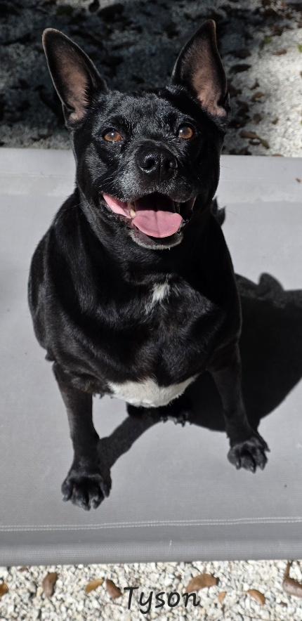 Tyson, an adopted mixed breed in Key Largo, FL image 5/6