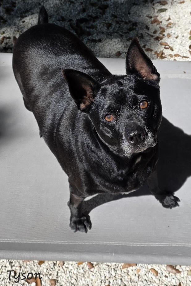 Tyson, an adopted mixed breed in Key Largo, FL image 6/6