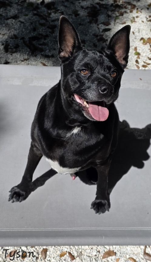 Tyson, an adopted mixed breed in Key Largo, FL image 2/6
