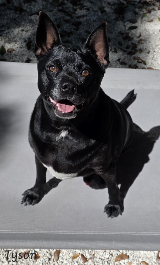 Tyson, an adopted mixed breed in Key Largo, FL image 1/6
