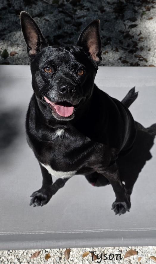 Tyson, an adopted mixed breed in Key Largo, FL image 3/6