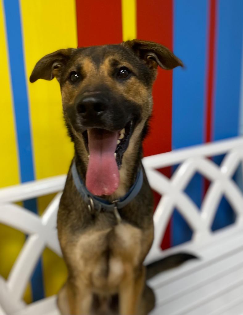 Hooch Turner, Adoptable, Adult Male Mixed Breed.