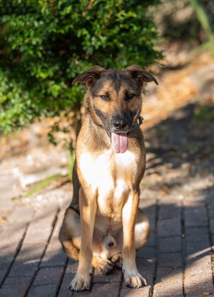 Hooch Turner, a Adoptable Mixed Breed in Ocala, FL image 2/5