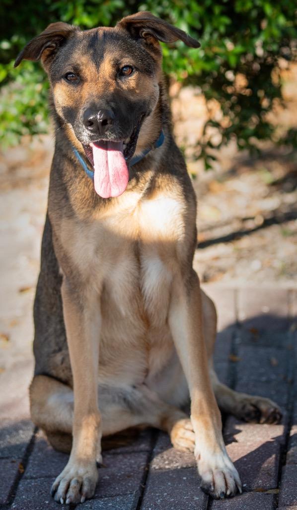 Hooch Turner, a Adoptable Mixed Breed in Ocala, FL image 3/5