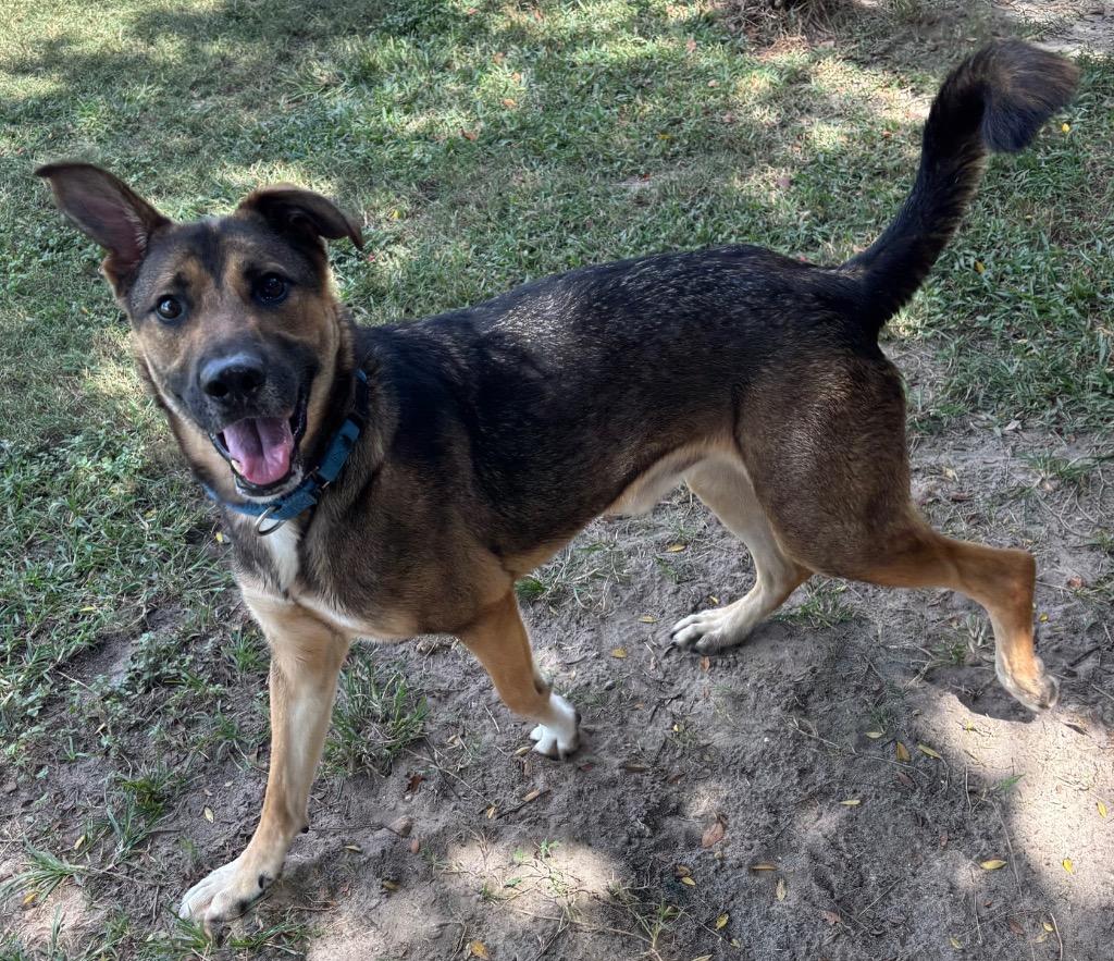 Hooch Turner, a Adoptable Mixed Breed in Ocala, FL image 4/5