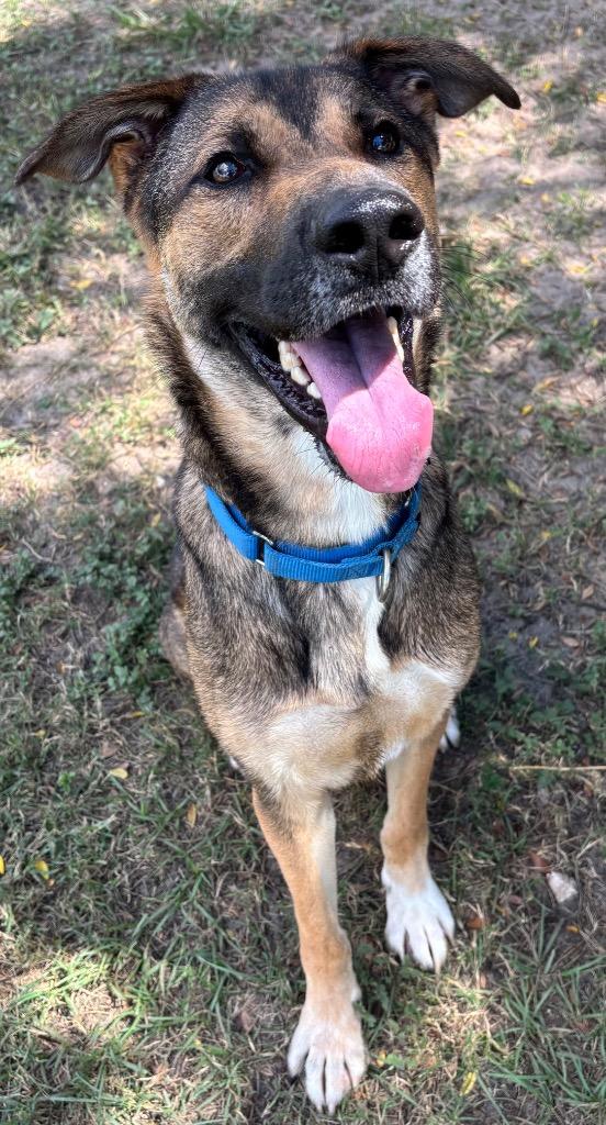 Hooch Turner, a Adoptable Mixed Breed in Ocala, FL image 5/5