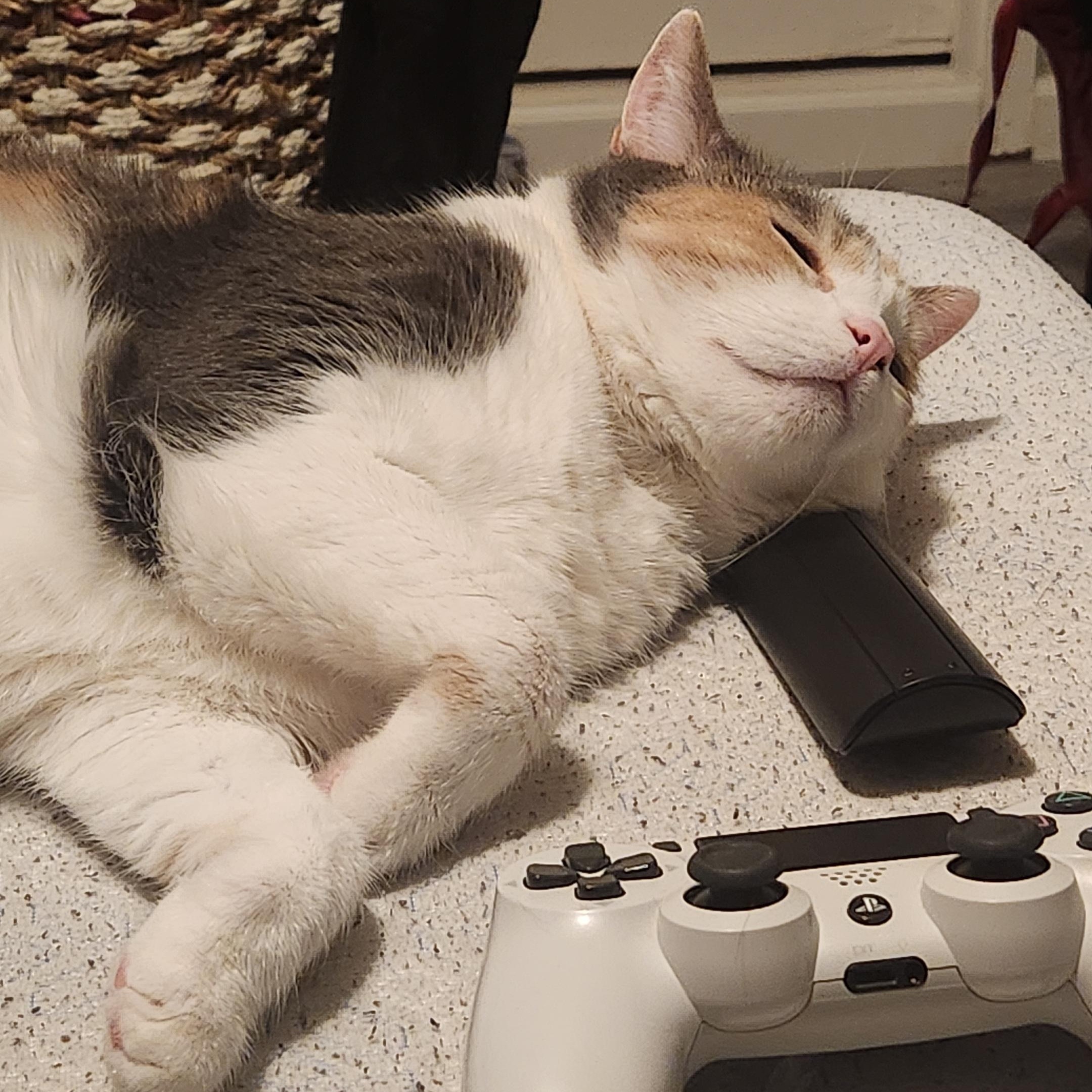 Rayla *COURTESY POST*, a Adoptable mixed breed in Sacramento, CA image 1/4