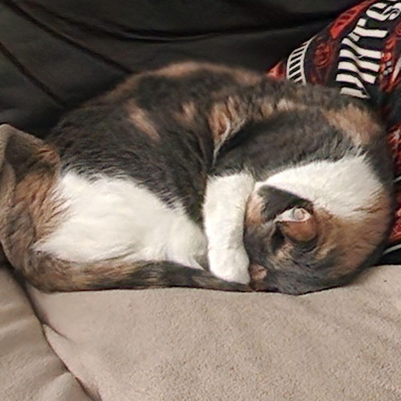 Rayla *COURTESY POST*