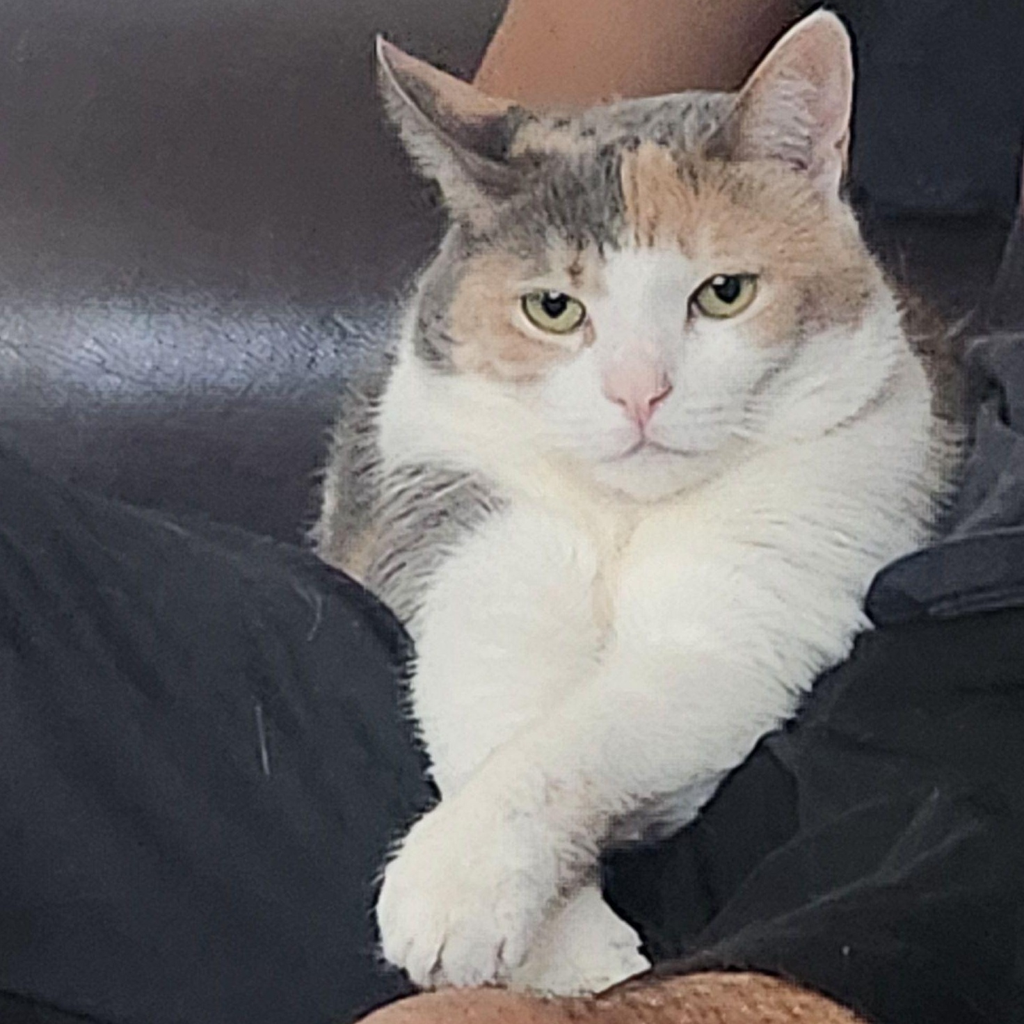 Rayla *COURTESY POST*, a Adoptable mixed breed in Sacramento, CA image 3/4