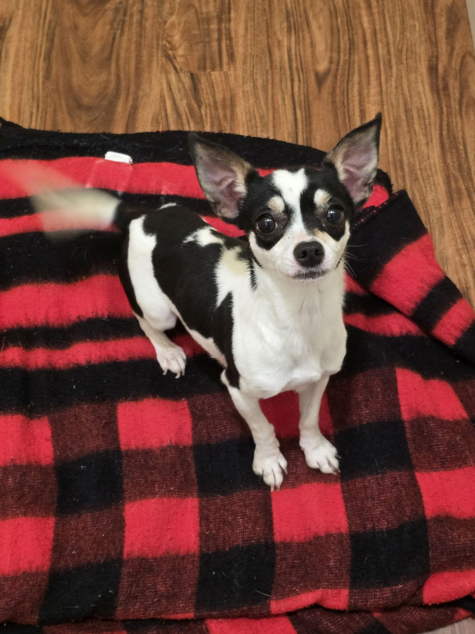 Enlarge Daisy, a Adopted mixed breed in Wilmington, DE image 1/3