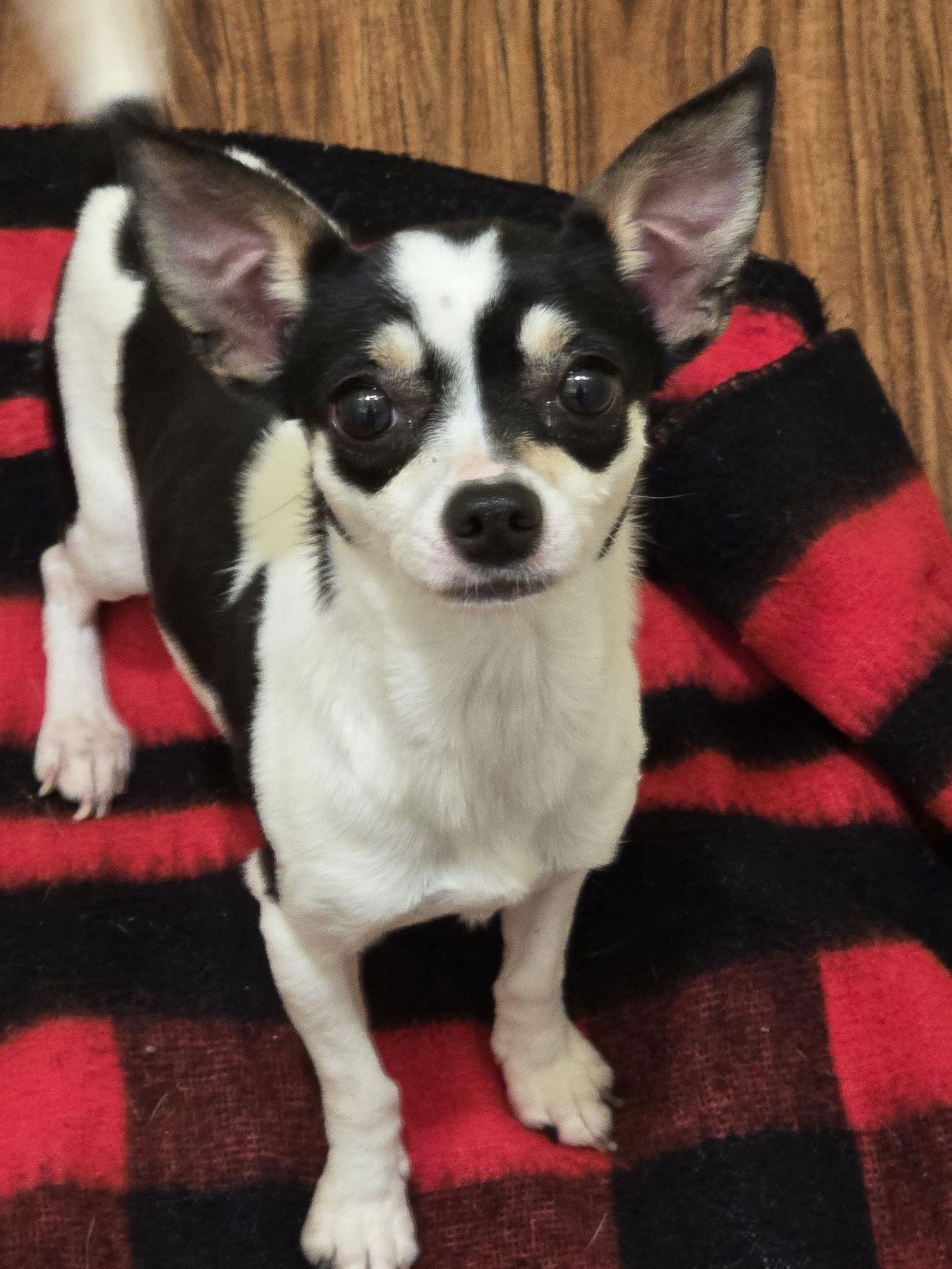 Enlarge Daisy, a Adopted mixed breed in Wilmington, DE image 2/3