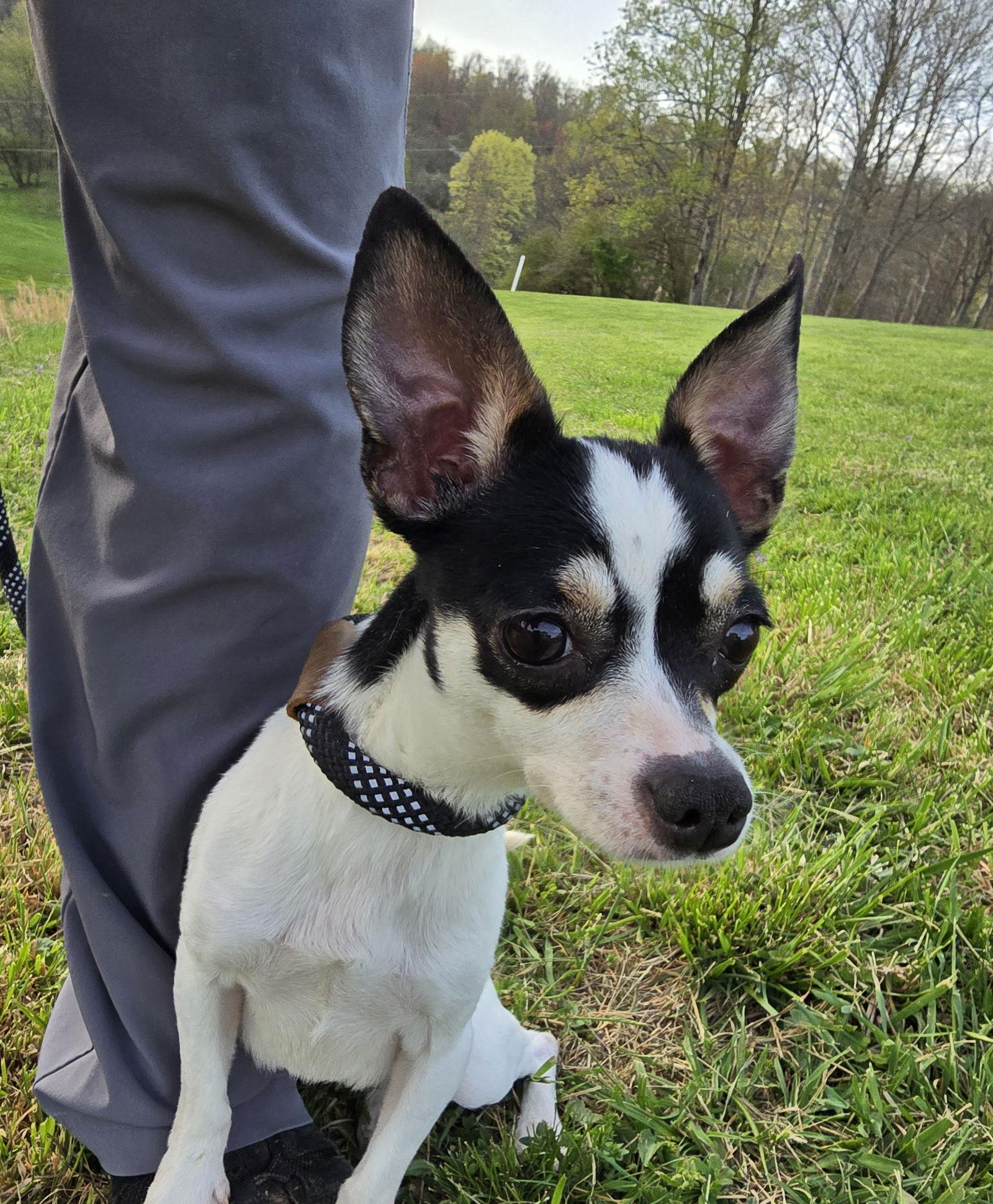 Enlarge Daisy, a Adopted mixed breed in Wilmington, DE image 3/3