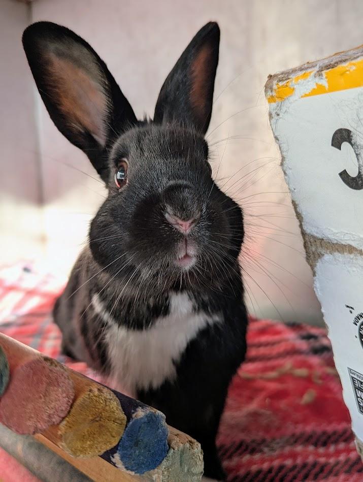 Sir Hops A Lot, Young Male Bunny Rabbit