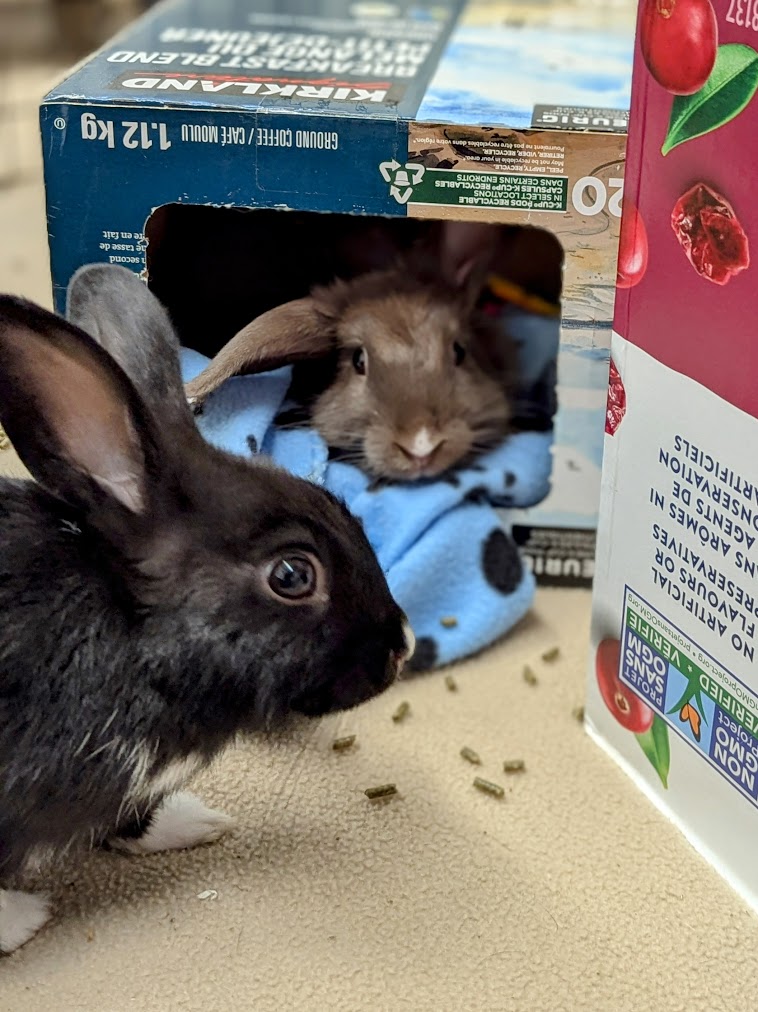 Sir Hops A Lot photo 3