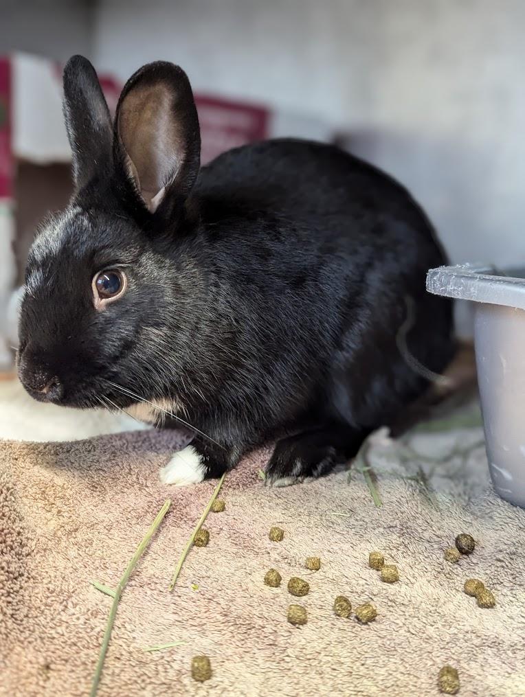 Sir Hops A Lot photo 2