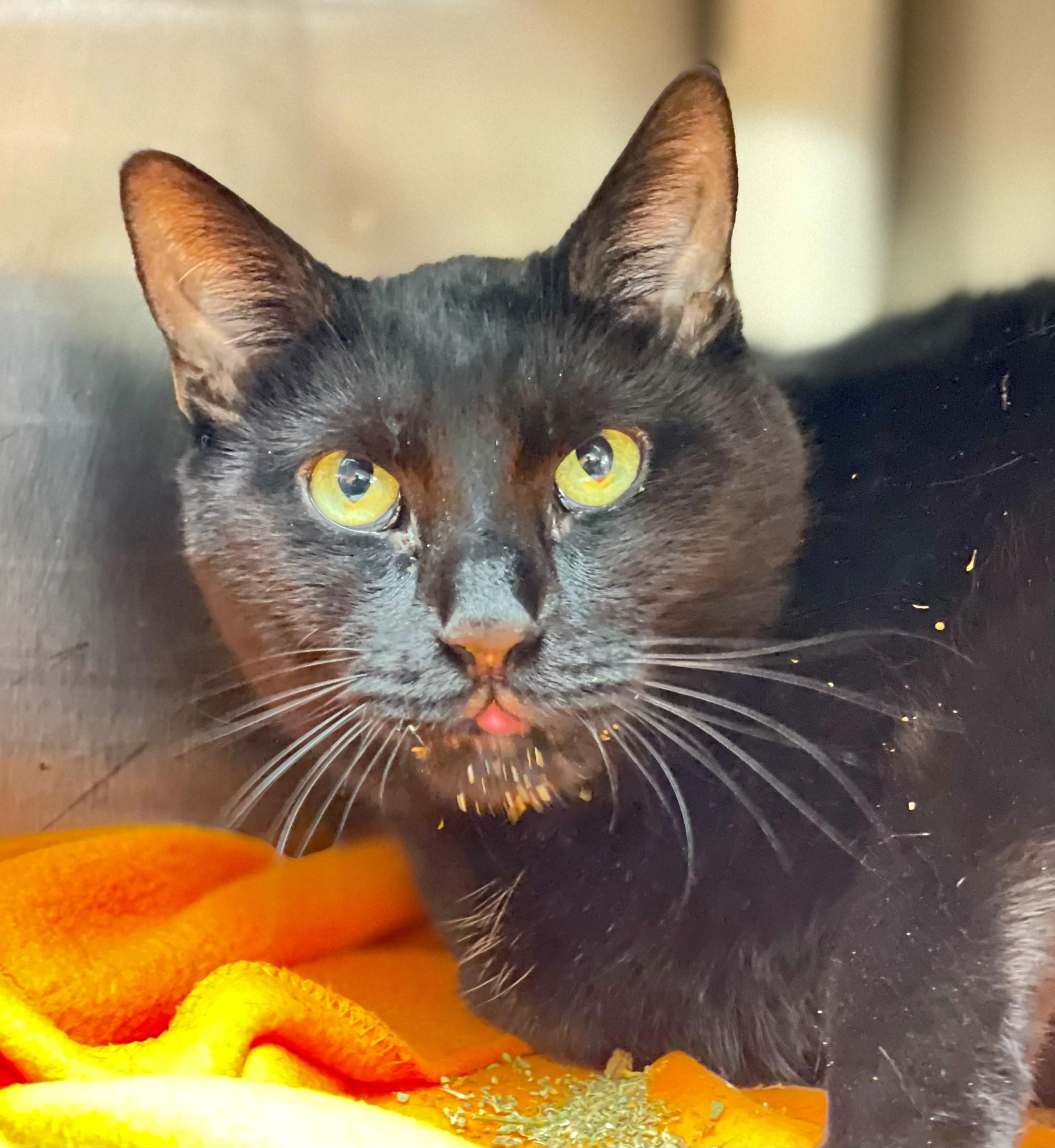 Enlarge Leo, an adopted Domestic Short Hair in Hamilton, ON image 3/3