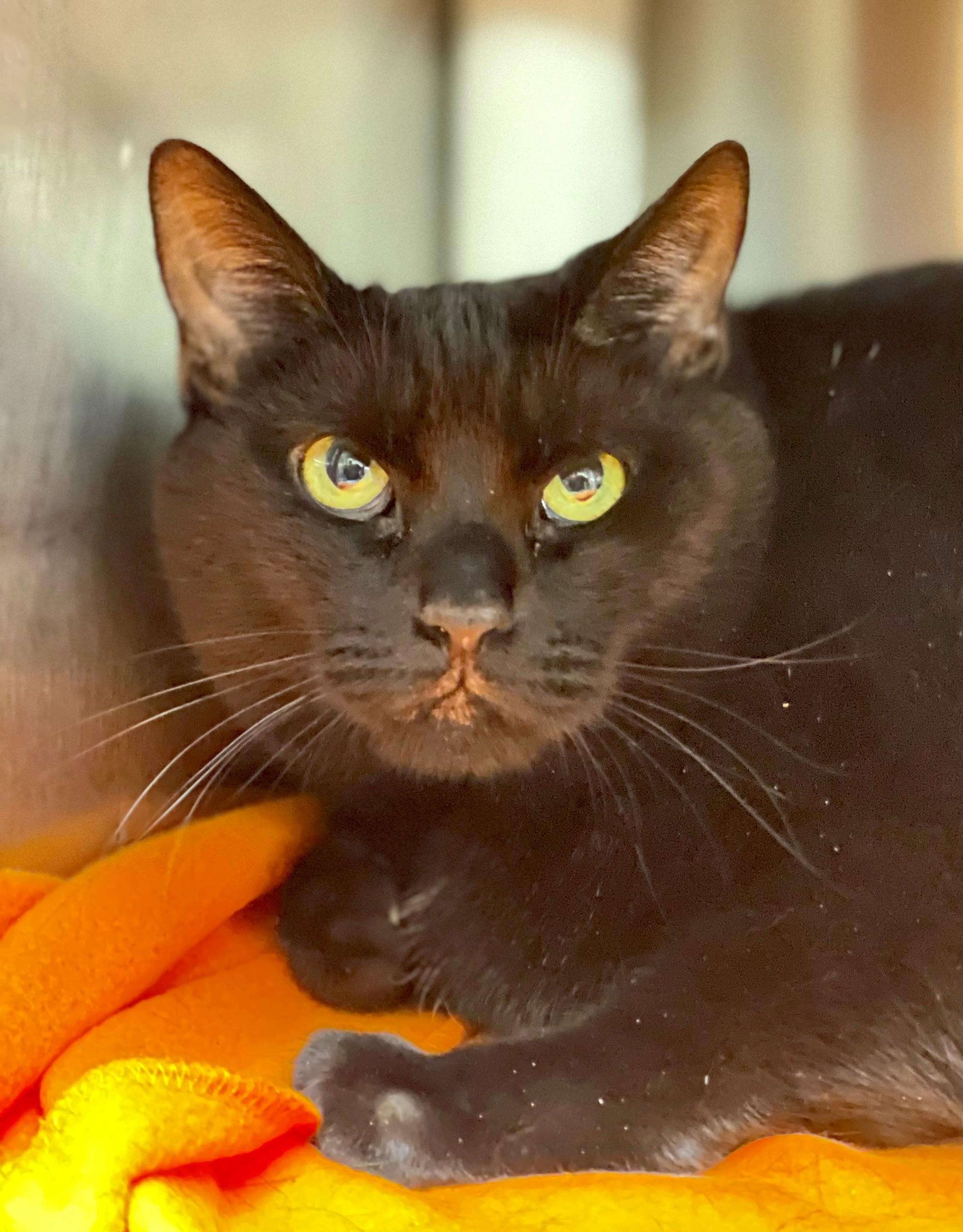 Enlarge Leo, an adopted Domestic Short Hair in Hamilton, ON image 2/3