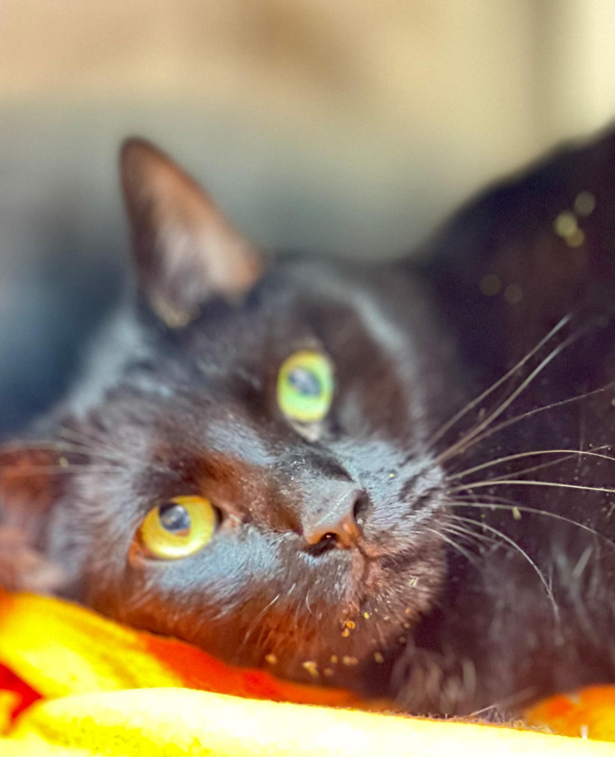 Leo, adopted, Adult Male Domestic Short Hair.