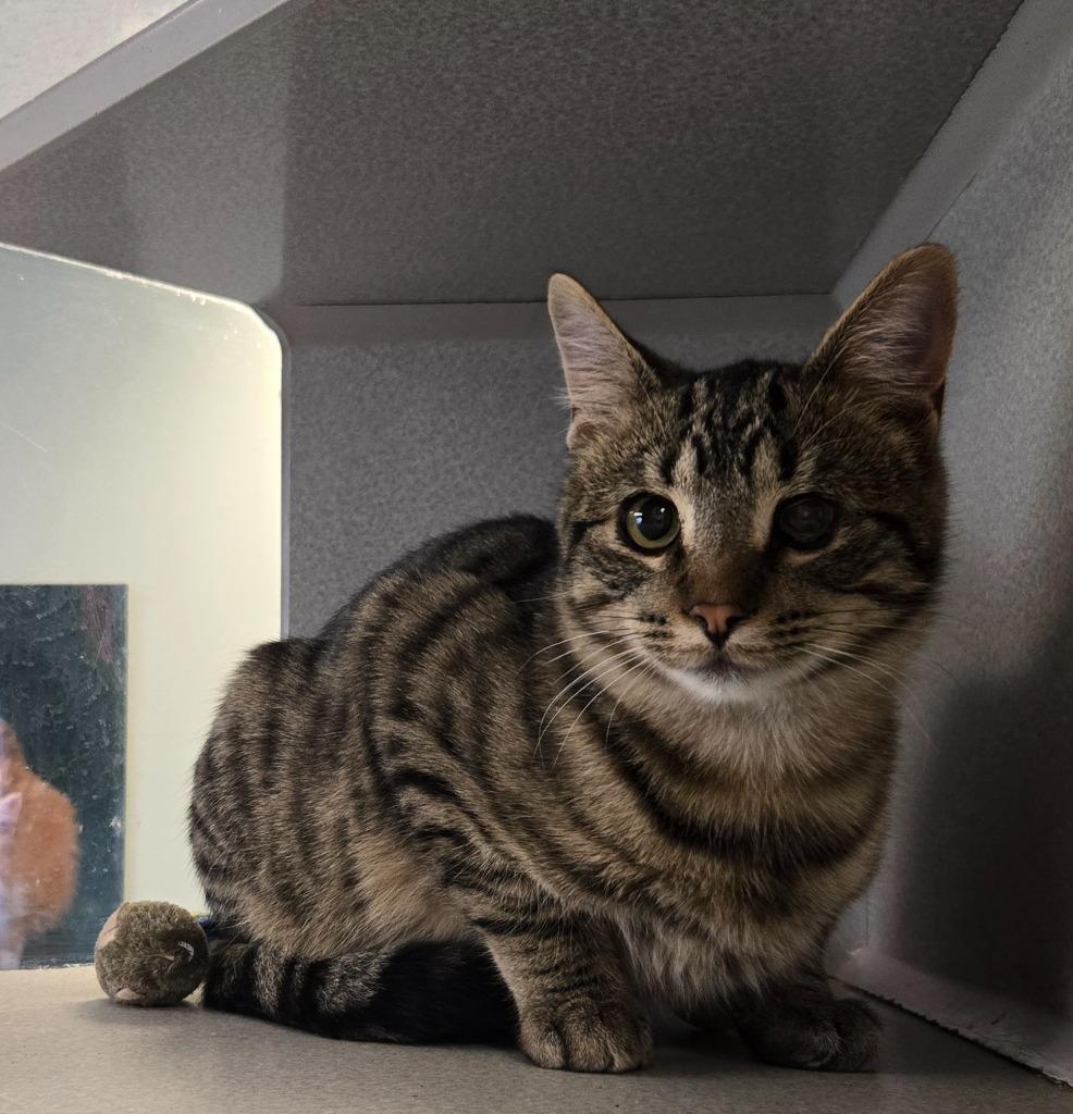 Candy Corn, Adoptable, Young Male Domestic Long Hair.