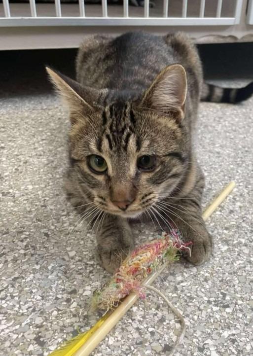 Candy Corn, a Adoptable mixed breed in Viroqua, WI image 2/4