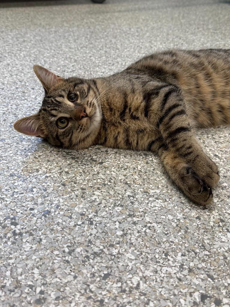 Candy Corn, a Adoptable mixed breed in Viroqua, WI image 3/4