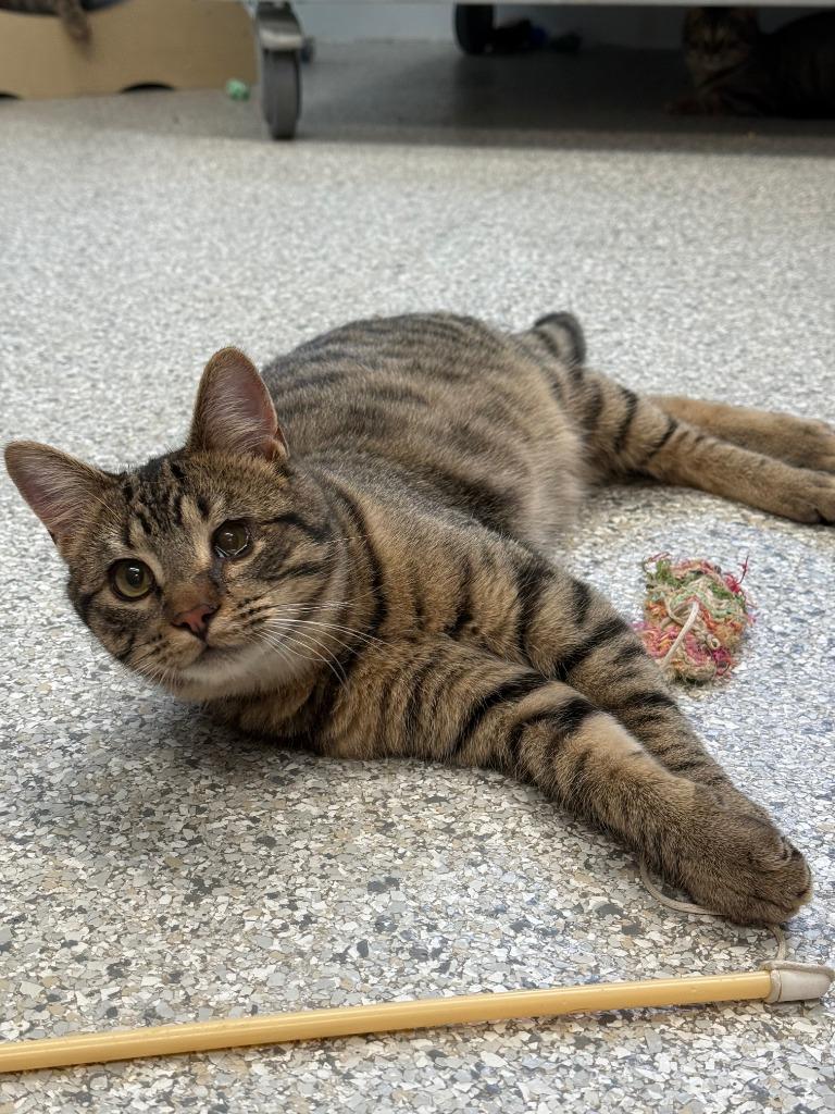 Candy Corn, a Adoptable mixed breed in Viroqua, WI image 4/4