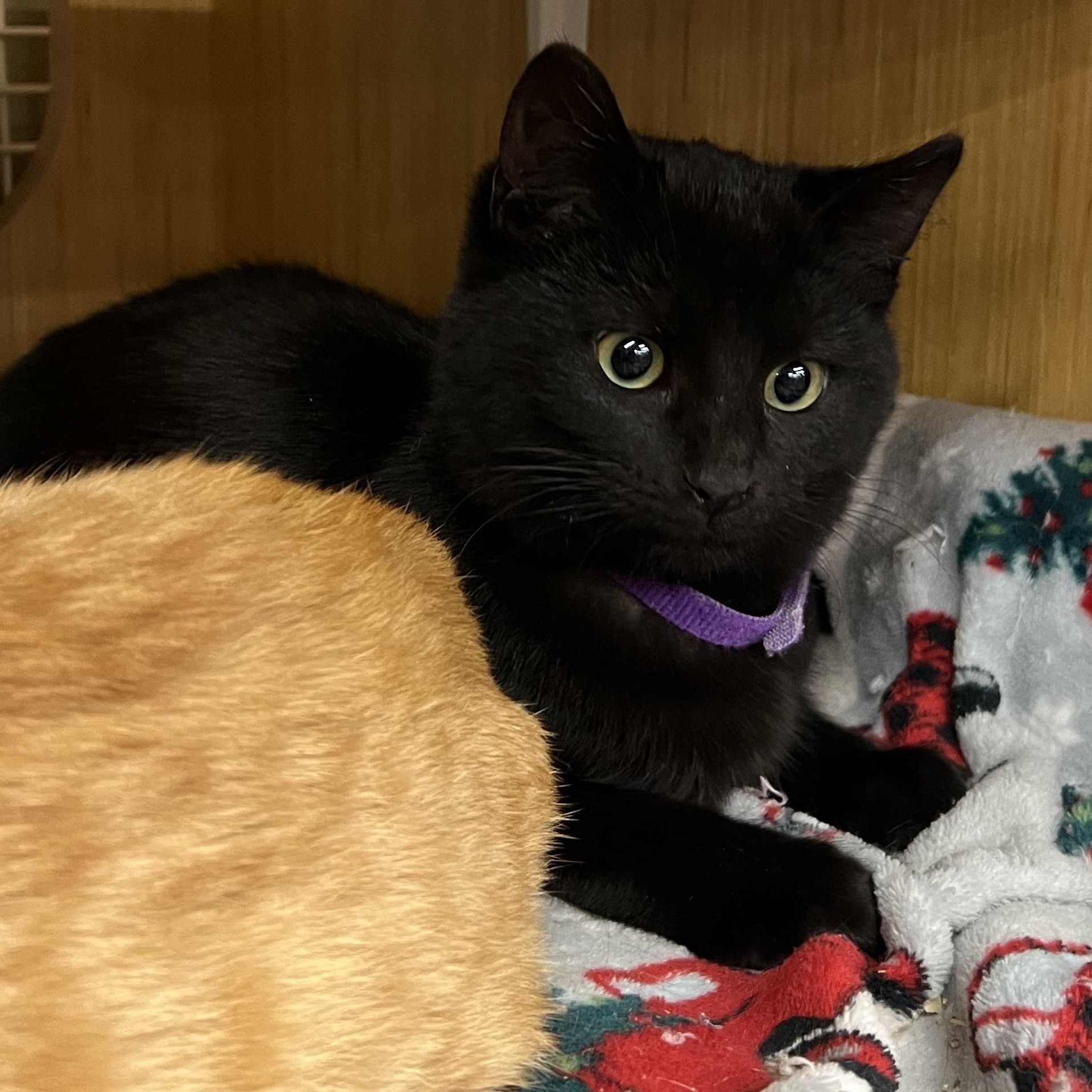 Barney, ADOPTABLE, Young Male Domestic Short Hair.