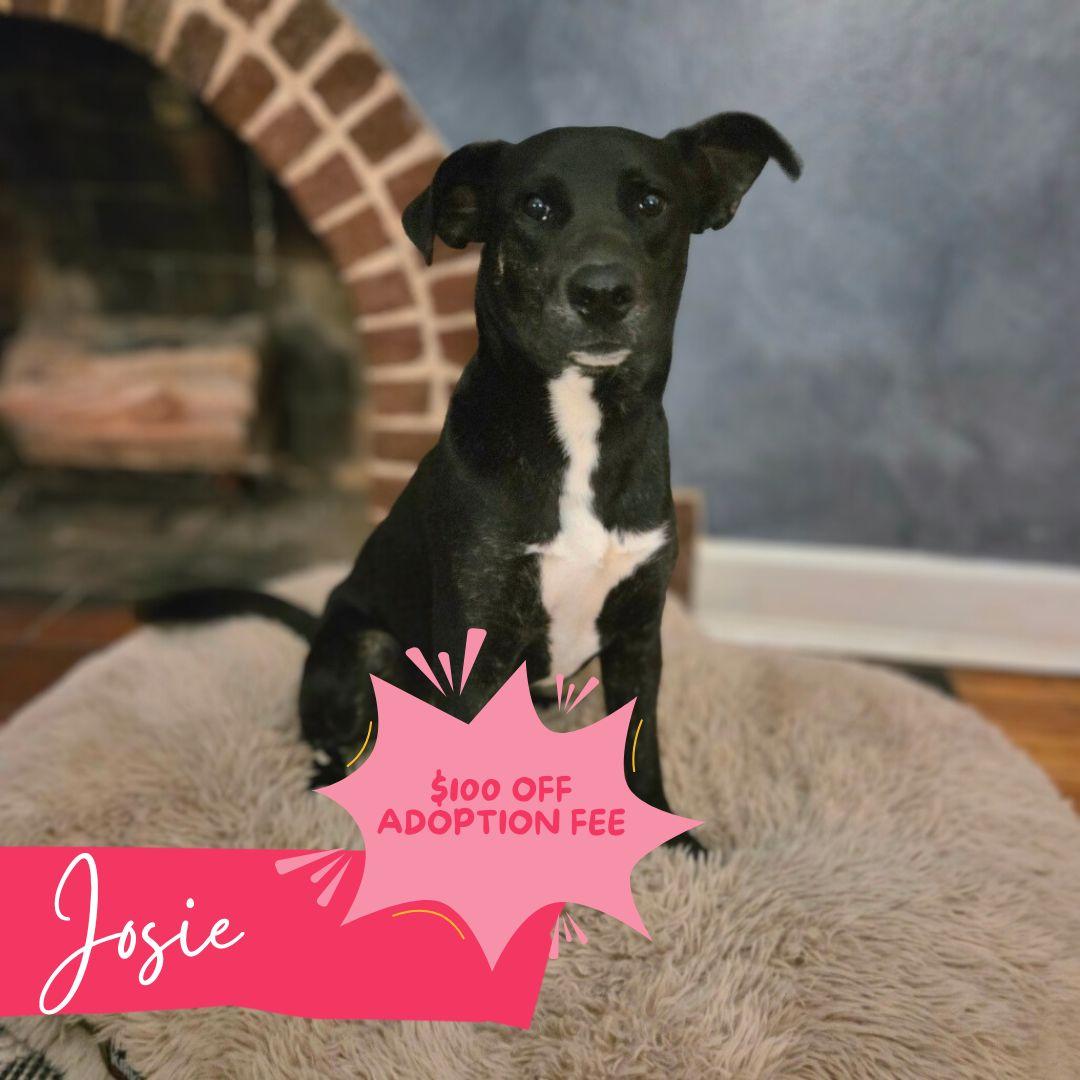 Josie, Adoptable, Young Female Black Labrador Retriever & Pit Bull Terrier.