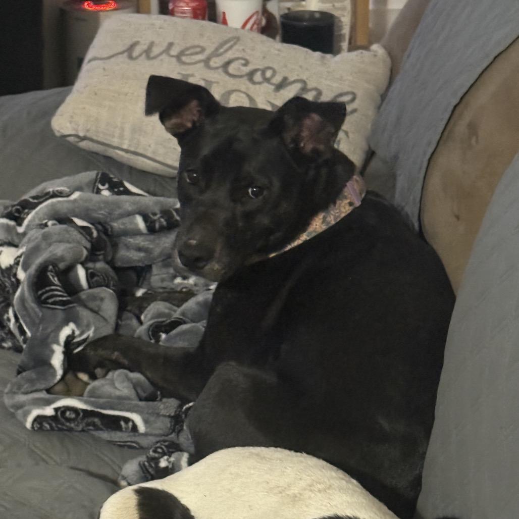 Enlarge Josie, a Adoptable mixed breed in Apopka, FL image 4/4