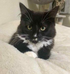 Kittens in Soldotna, an adoptable Domestic Short Hair in Kenai, AK, 99611 | Photo Image 3