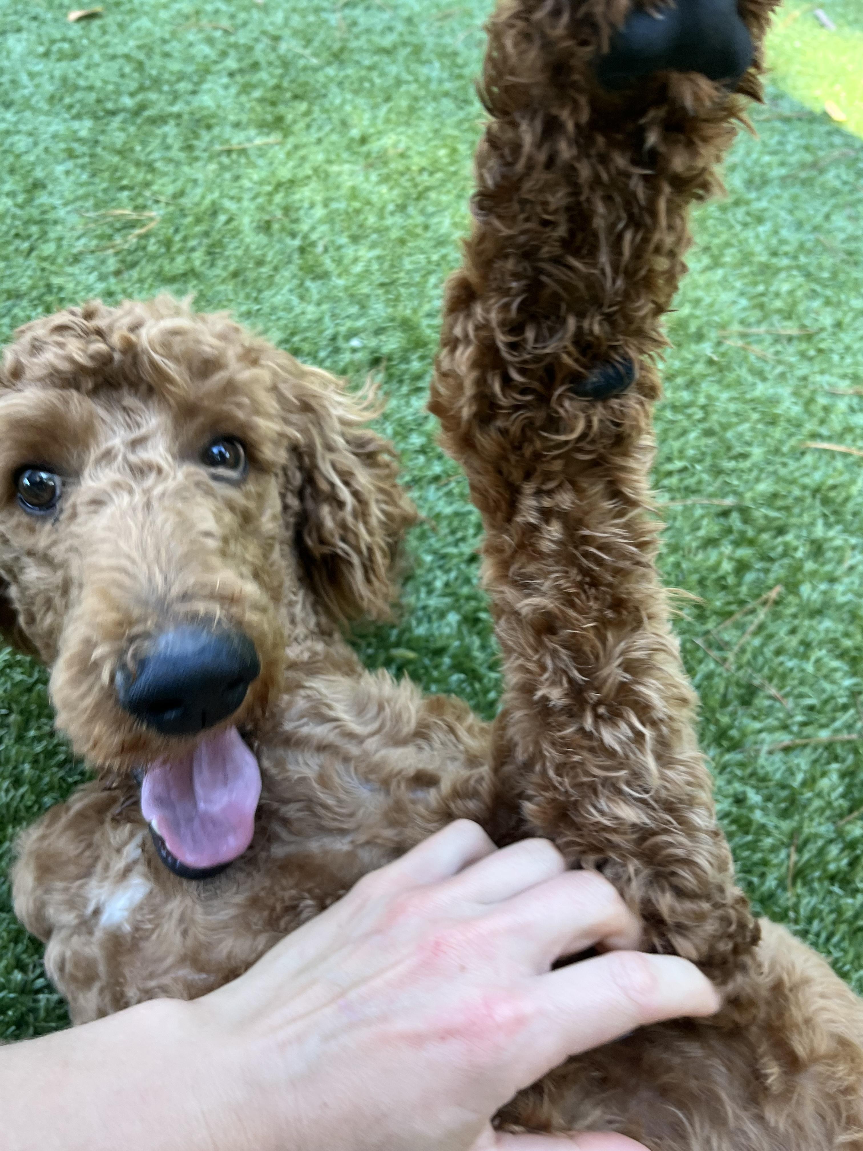 Gia, an adoptable Goldendoodle in Salisbury, NC, 28145 | Photo Image 4