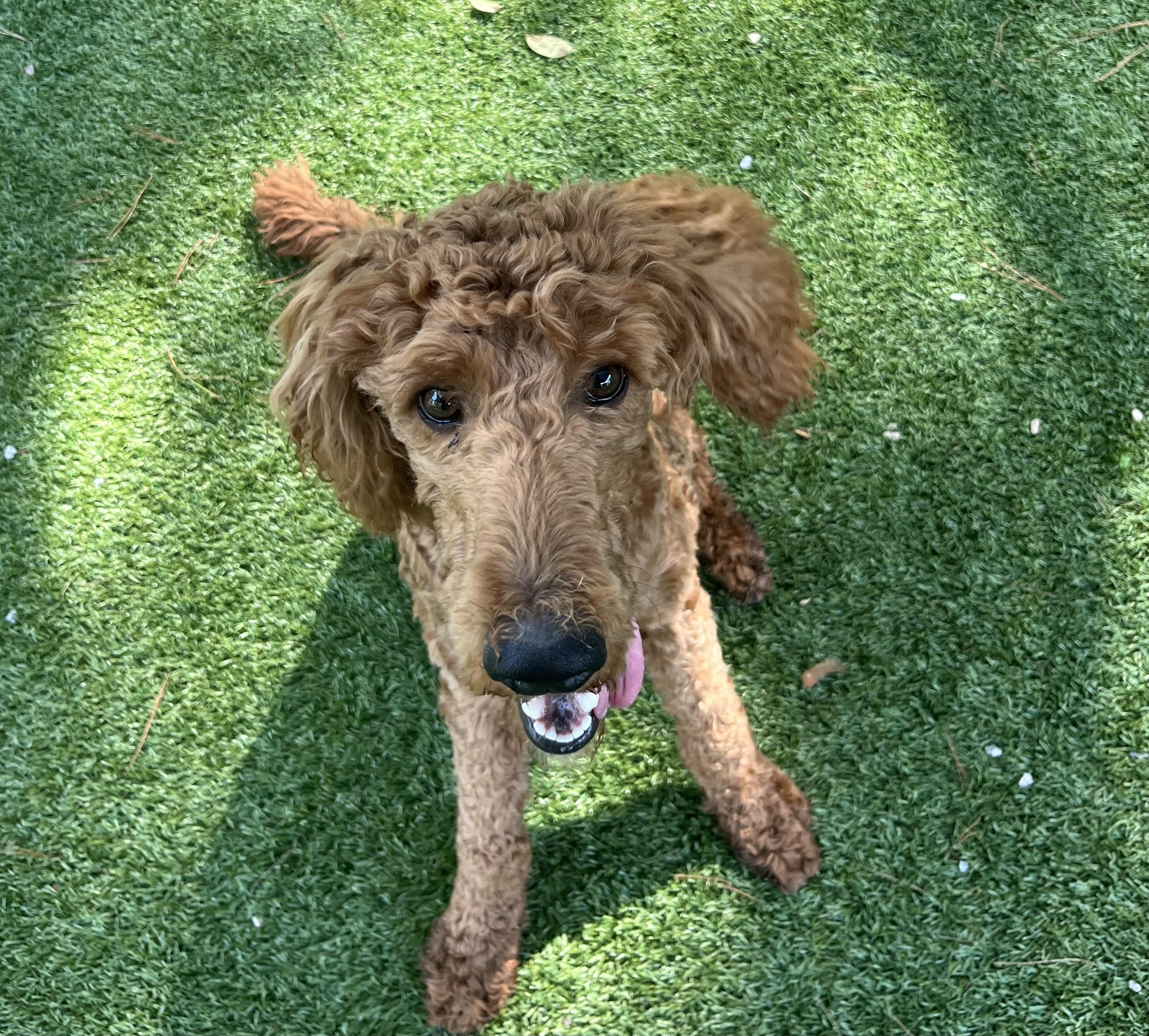 Gia, an adoptable Goldendoodle in Salisbury, NC, 28145 | Photo Image 1