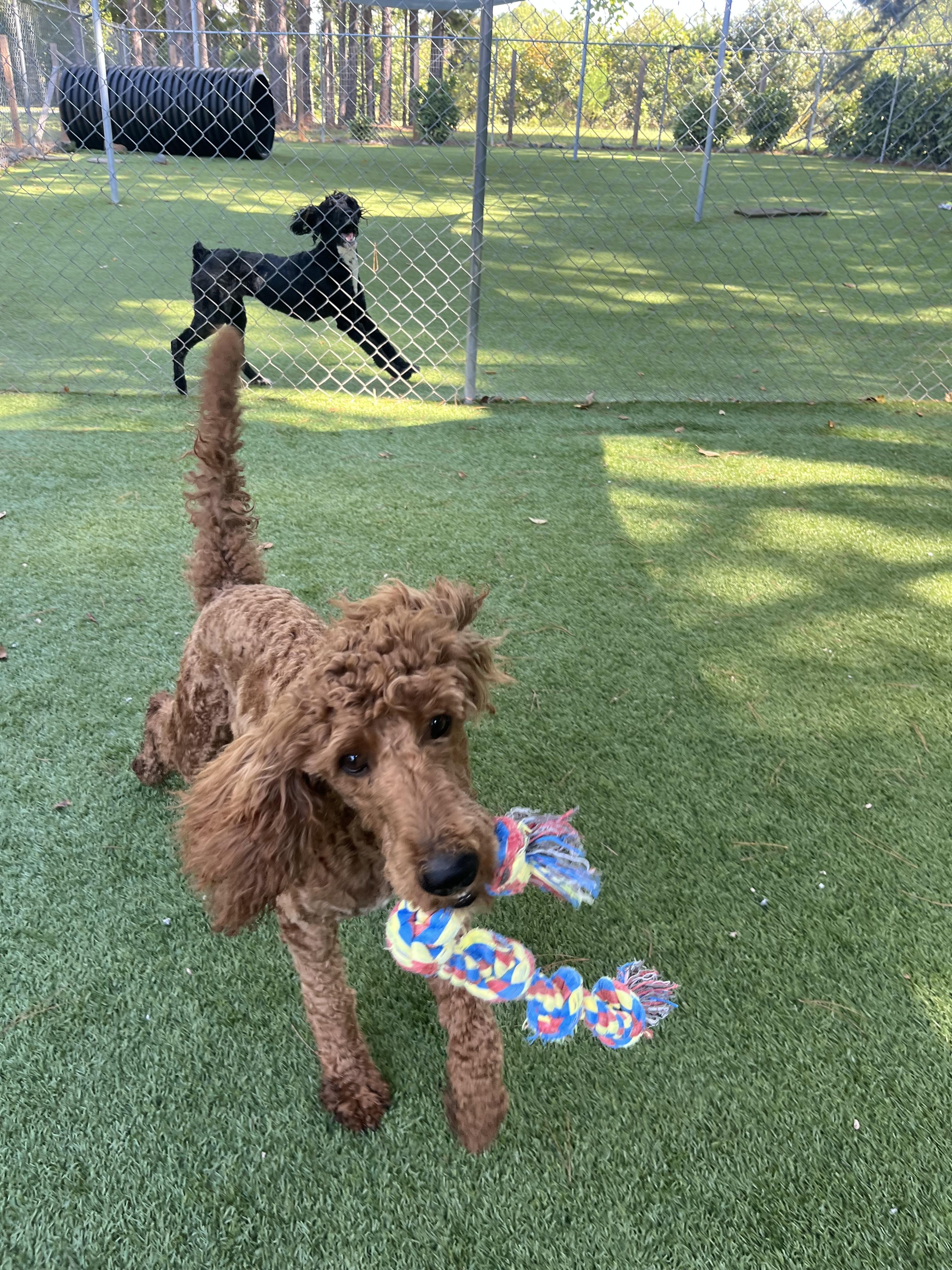 Gia, an adoptable Goldendoodle in Salisbury, NC, 28145 | Photo Image 6