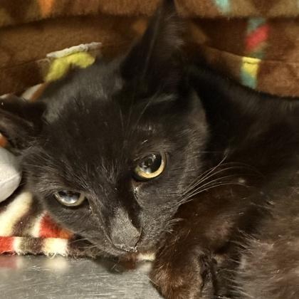 Enlarge Circe, a ADOPTABLE mixed breed in Lansing, MI image 2/2