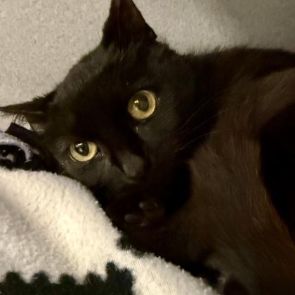 Enlarge Circe, a ADOPTABLE mixed breed in Lansing, MI image 1/2