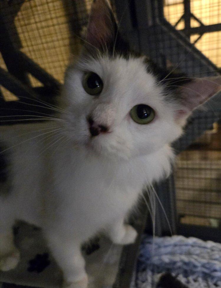 Haku, Adult Male unknown