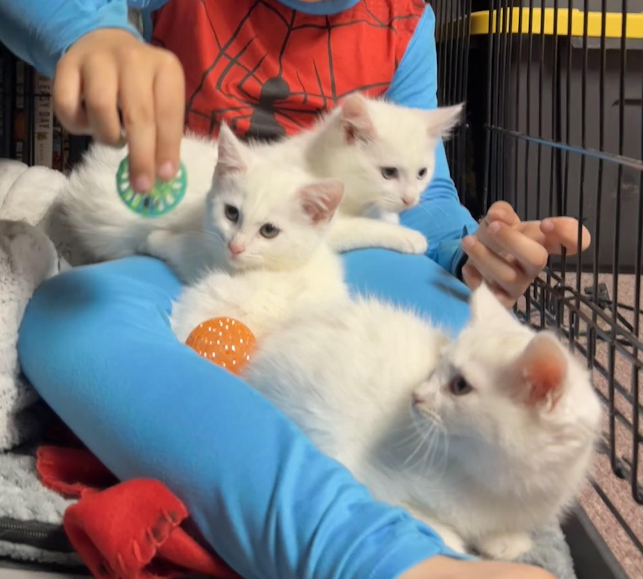 The D Litter -, adoptable, Kitten Male Domestic Short Hair & Domestic Medium Hair.