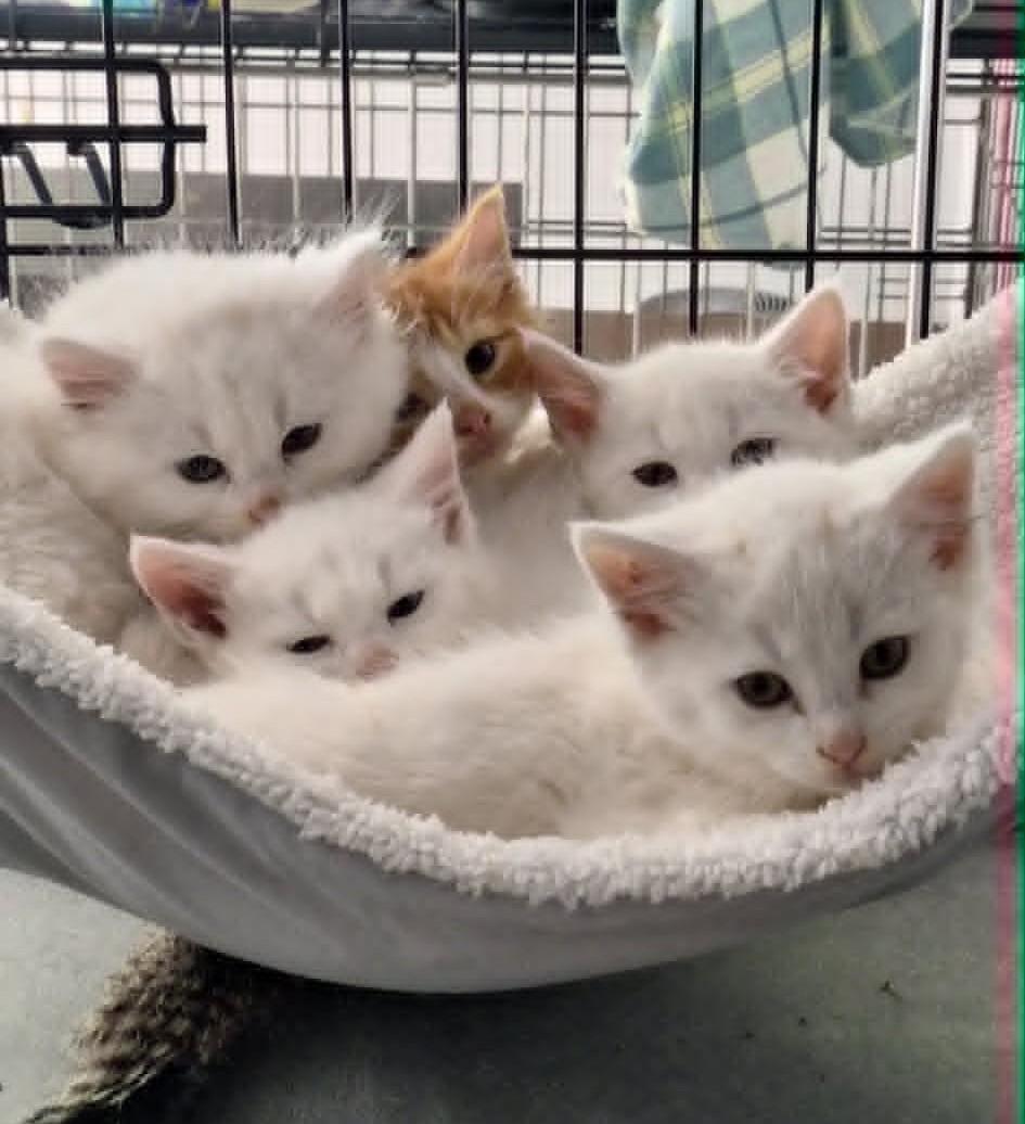 Enlarge The D Litter -, an adoptable mixed breed in BUTLER, PA image 3/4