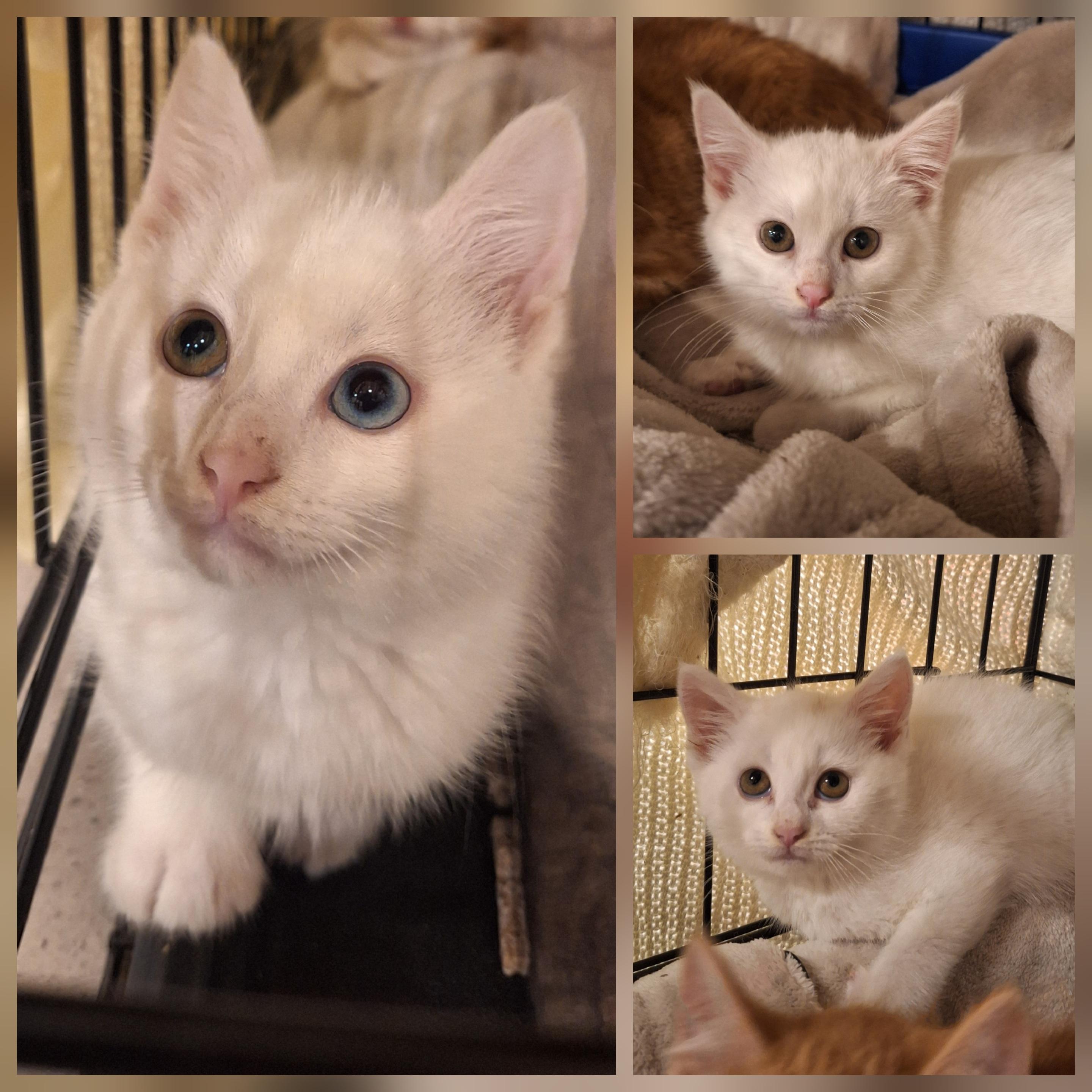 Enlarge The D Litter -, an adoptable mixed breed in BUTLER, PA image 2/4