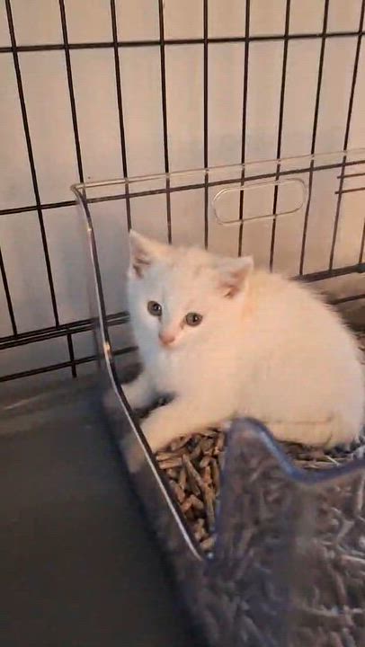 Enlarge The D Litter -, an adoptable mixed breed in BUTLER, PA video 4/4