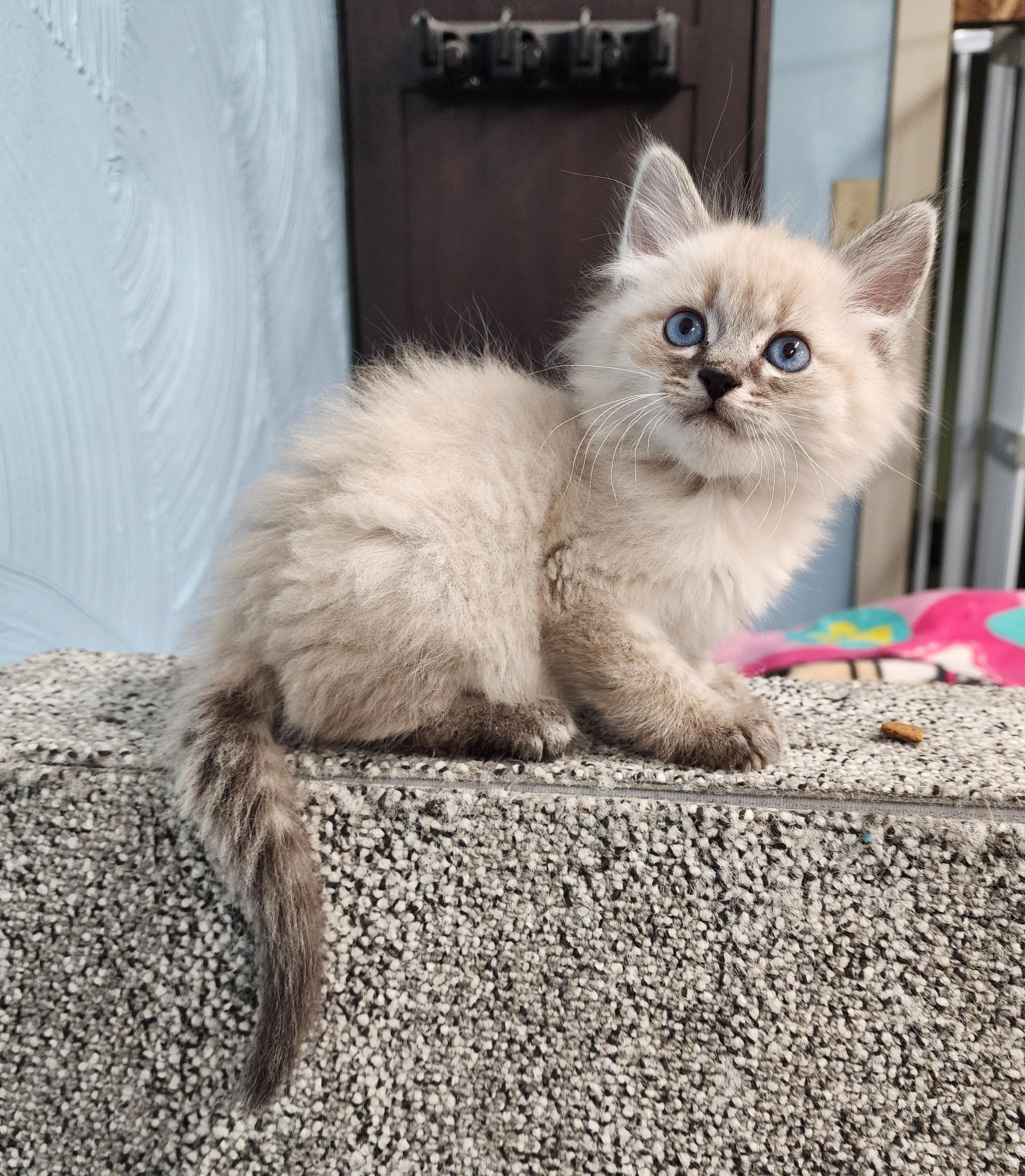 Sammy, adopted, Kitten Male Domestic Long Hair & Siamese.