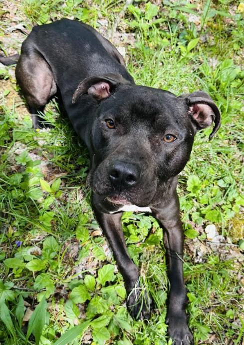 Enlarge Drax, a Adopted Pit Bull Terrier in Franklin, NC image 1/1