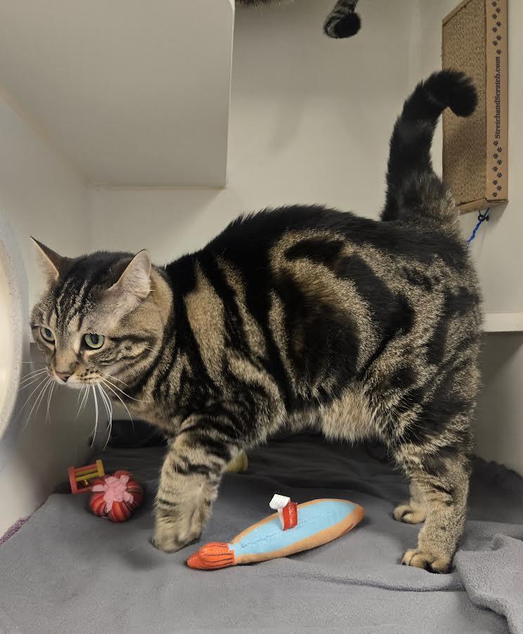 Enlarge Pizza, an adopted mixed breed in Bellingham, WA image 3/6