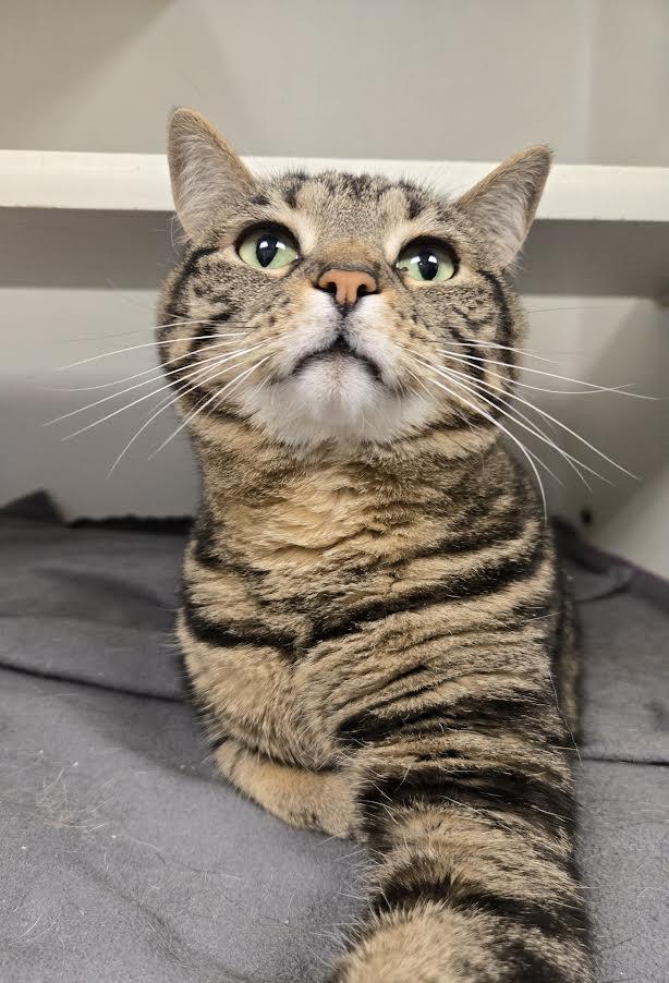 Enlarge Pizza, an adopted mixed breed in Bellingham, WA image 2/6