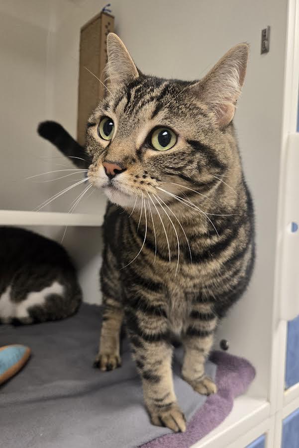 Enlarge Pizza, an adopted mixed breed in Bellingham, WA image 4/6