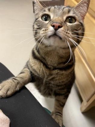 Enlarge Pizza, an adopted mixed breed in Bellingham, WA image 5/6