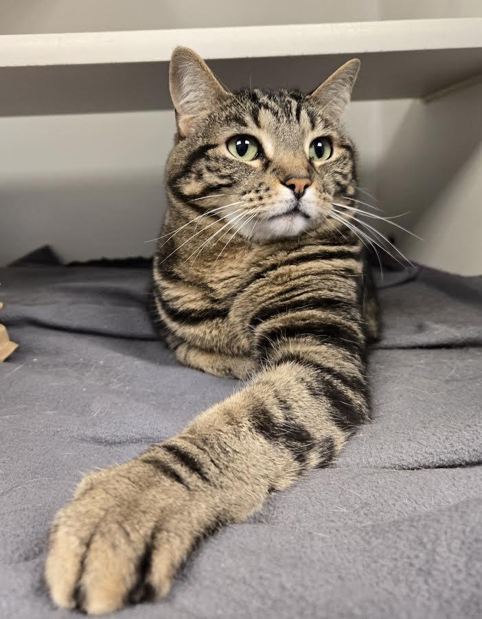 Pizza, adopted, Senior Female Domestic Short Hair.